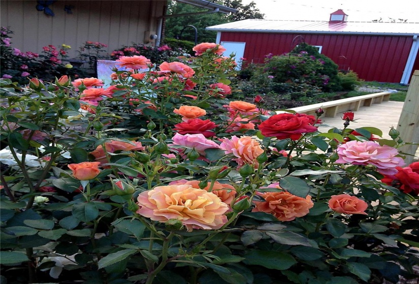 Professionally planted roses garden off the back of the home