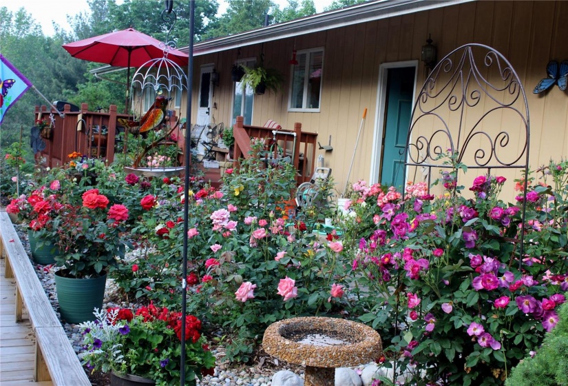 Back patio when roses are in full bloom